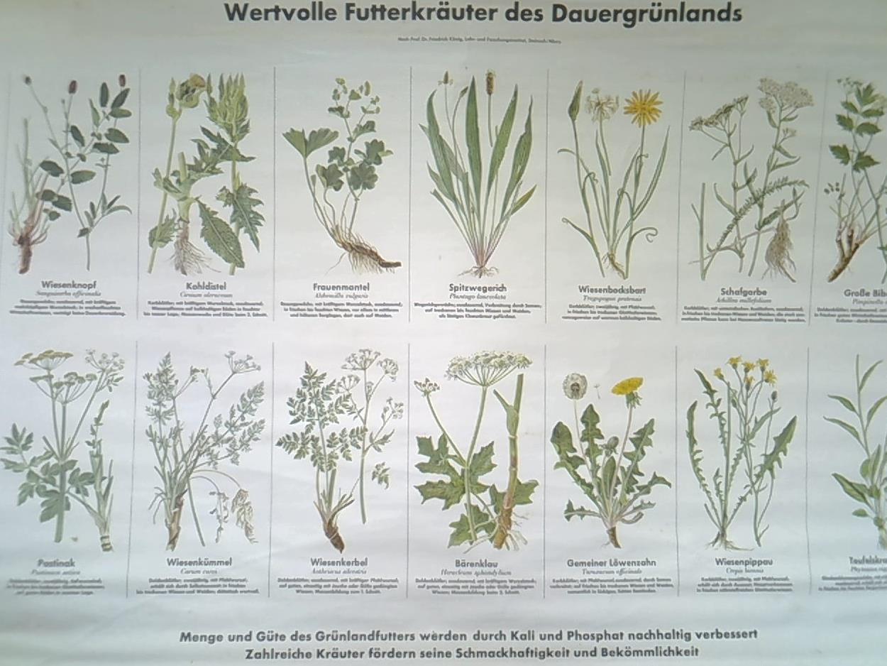 Ohne Bild